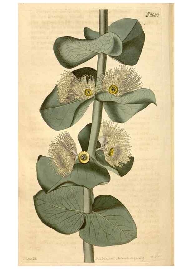Reproducción/Reproduction 35189695735: Curtis's botanical magazine.. London ; New York [etc.] :Academic Press [etc.]