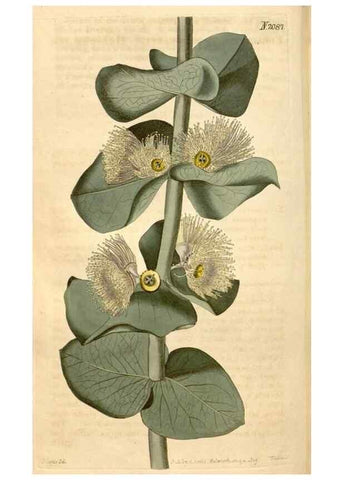 Reproducción/Reproduction 35189695735: Curtis's botanical magazine.. London ; New York [etc.] :Academic Press [etc.]
