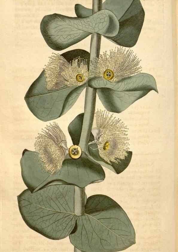 Reproducción/Reproduction 35189695735: Curtis's botanical magazine.. London ; New York [etc.] :Academic Press [etc.]