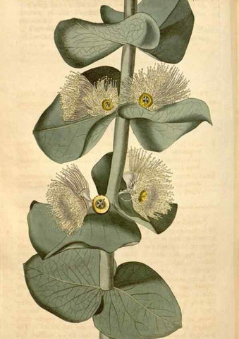 Reproducción/Reproduction 35189695735: Curtis's botanical magazine.. London ; New York [etc.] :Academic Press [etc.]