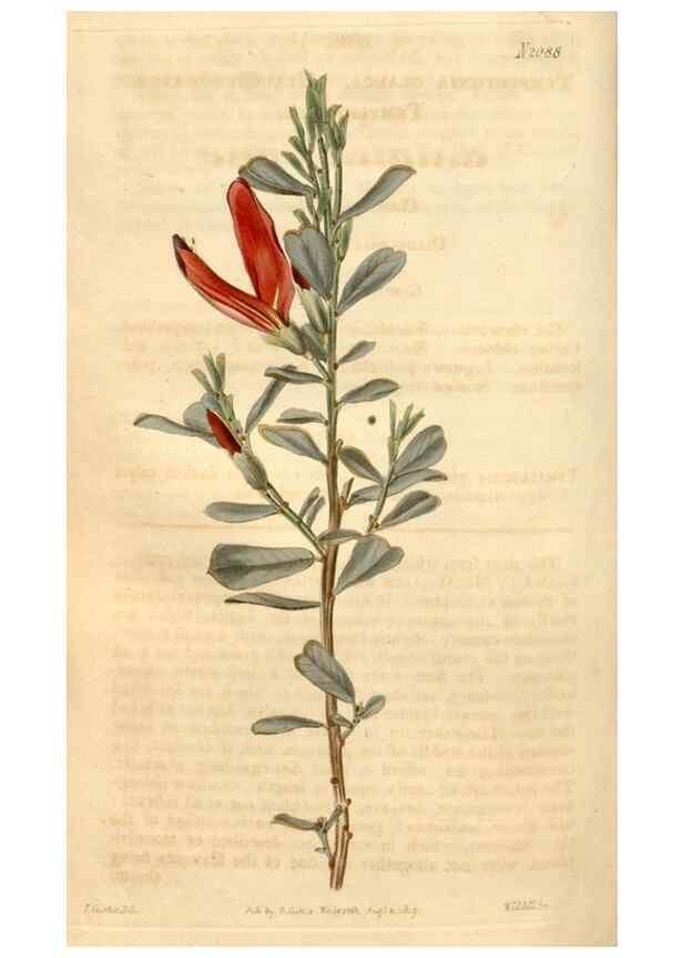 Reproducción/Reproduction 35189697095: Curtis's botanical magazine.. London ; New York [etc.] :Academic Press [etc.]