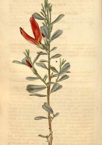 Reproducción/Reproduction 35189697095: Curtis's botanical magazine.. London ; New York [etc.] :Academic Press [etc.]