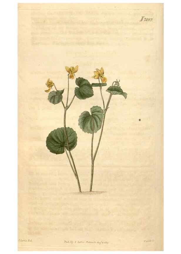 Reproducción/Reproduction 35189698625: Curtis's botanical magazine.. London ; New York [etc.] :Academic Press [etc.]