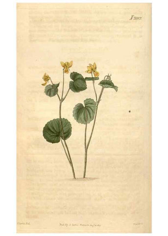 Reproducción/Reproduction 35189698625: Curtis's botanical magazine.. London ; New York [etc.] :Academic Press [etc.]