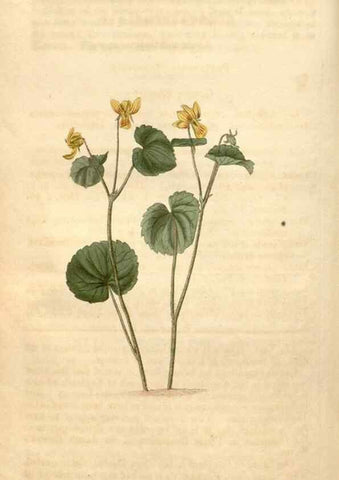 Reproducción/Reproduction 35189698625: Curtis's botanical magazine.. London ; New York [etc.] :Academic Press [etc.]