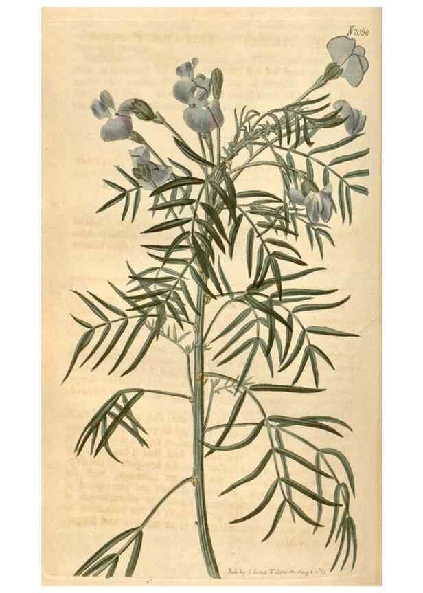 Reproducción/Reproduction 35189699985: Curtis's botanical magazine.. London ; New York [etc.] :Academic Press [etc.]