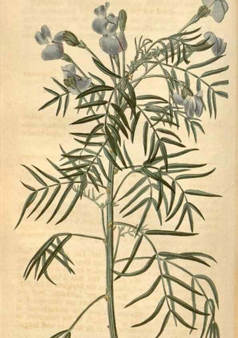 Reproducción/Reproduction 35189699985: Curtis's botanical magazine.. London ; New York [etc.] :Academic Press [etc.]