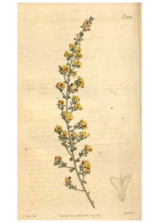 Reproducción/Reproduction 35189701925: Curtis's botanical magazine.. London ; New York [etc.] :Academic Press [etc.]