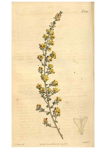 Reproducción/Reproduction 35189701925: Curtis's botanical magazine.. London ; New York [etc.] :Academic Press [etc.]