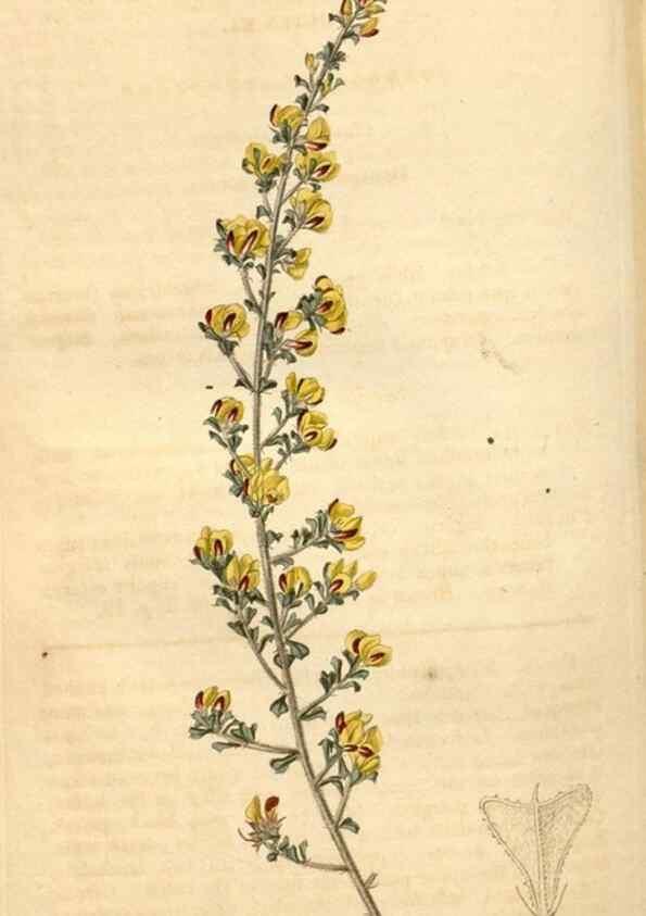 Reproducción/Reproduction 35189701925: Curtis's botanical magazine.. London ; New York [etc.] :Academic Press [etc.]