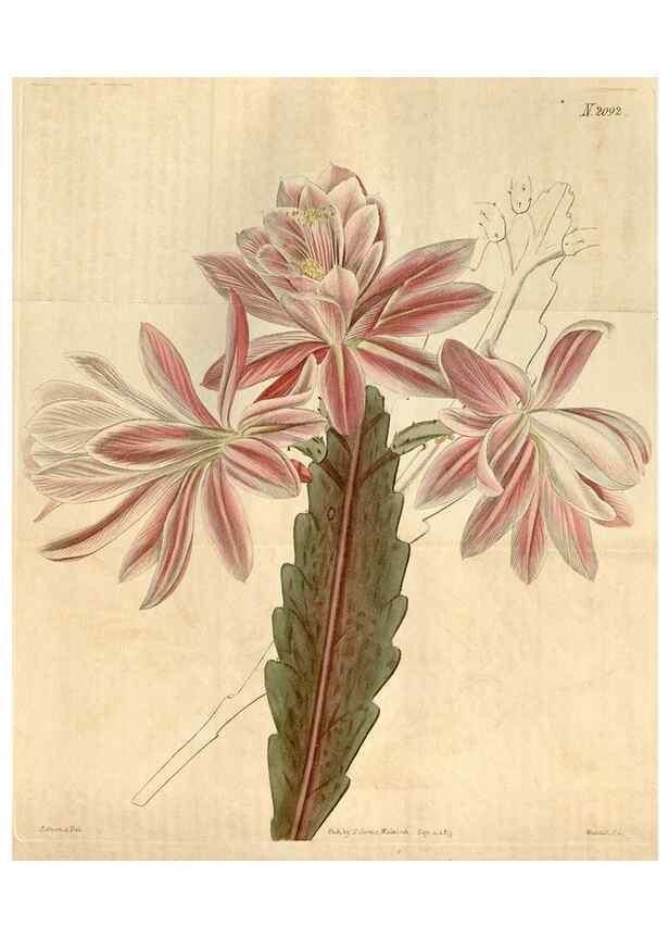 Reproducción/Reproduction 35189702895: Curtis's botanical magazine.. London ; New York [etc.] :Academic Press [etc.]