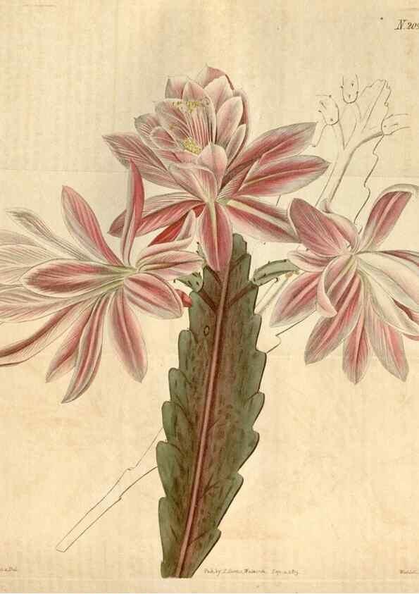 Reproducción/Reproduction 35189702895: Curtis's botanical magazine.. London ; New York [etc.] :Academic Press [etc.]
