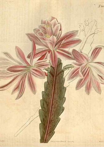 Reproducción/Reproduction 35189702895: Curtis's botanical magazine.. London ; New York [etc.] :Academic Press [etc.]