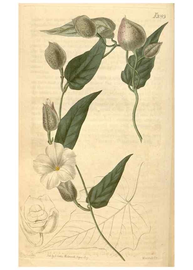 Reproducción/Reproduction 34803149660: Curtis's botanical magazine.. London ; New York [etc.] :Academic Press [etc.]
