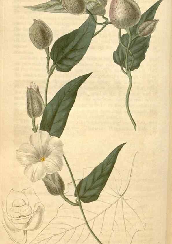 Reproducción/Reproduction 34803149660: Curtis's botanical magazine.. London ; New York [etc.] :Academic Press [etc.]