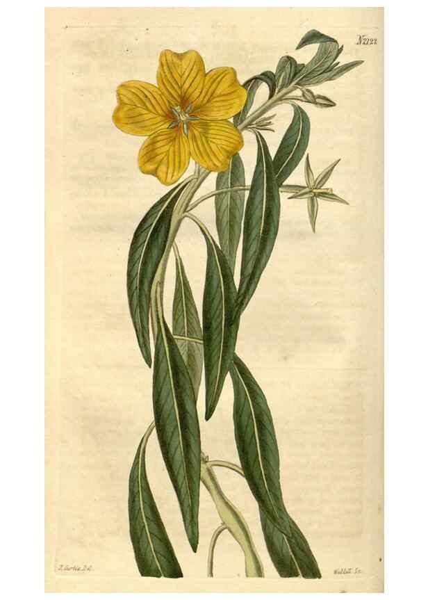 Reproducción/Reproduction 34803430380: Curtis's botanical magazine.. London ; New York [etc.] :Academic Press [etc.]
