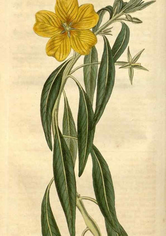 Reproducción/Reproduction 34803430380: Curtis's botanical magazine.. London ; New York [etc.] :Academic Press [etc.]