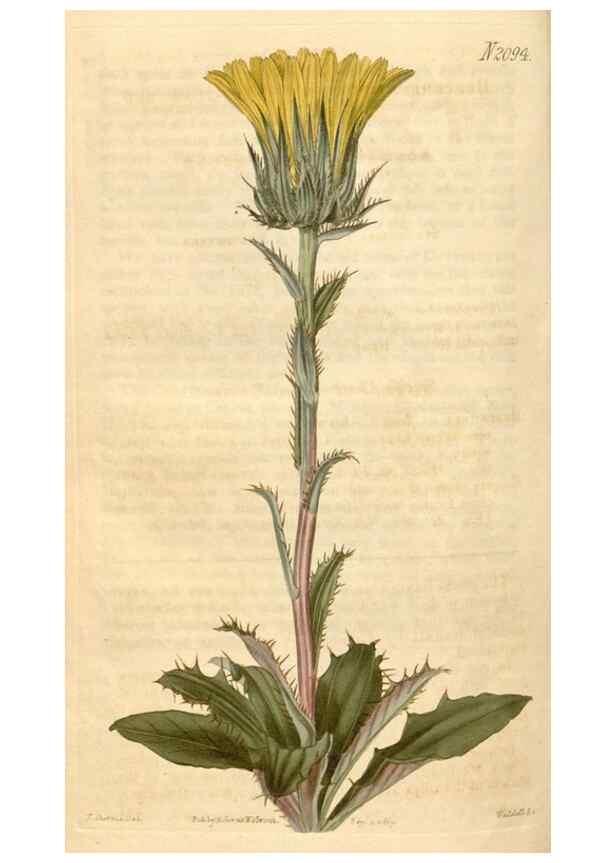 Reproducción/Reproduction 34345096334: Curtis's botanical magazine.. London ; New York [etc.] :Academic Press [etc.]