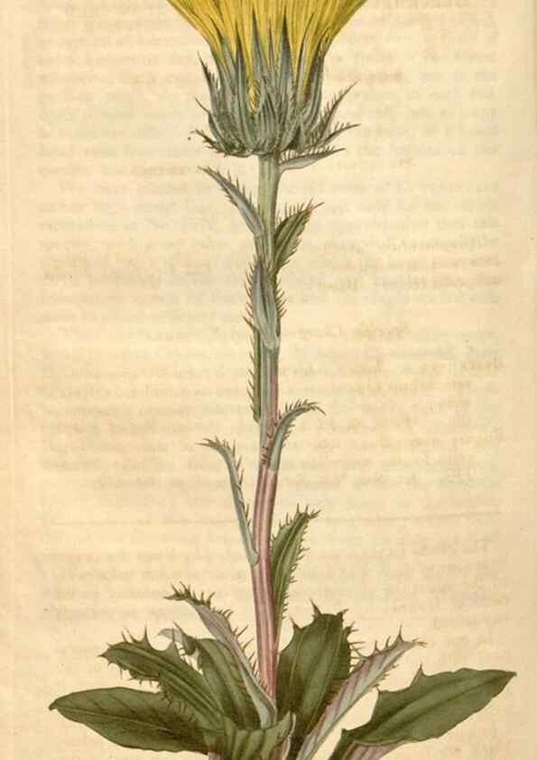 Reproducción/Reproduction 34345096334: Curtis's botanical magazine.. London ; New York [etc.] :Academic Press [etc.]