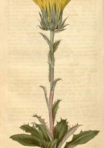 Reproducción/Reproduction 34345096334: Curtis's botanical magazine.. London ; New York [etc.] :Academic Press [etc.]