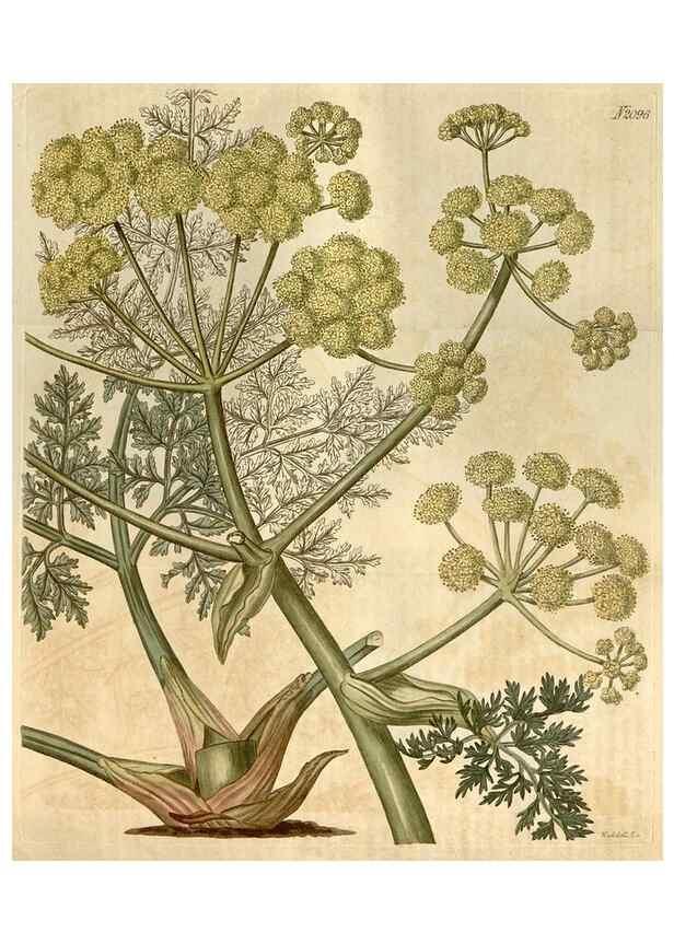Reproducción/Reproduction 34803153390: Curtis's botanical magazine.. London ; New York [etc.] :Academic Press [etc.]