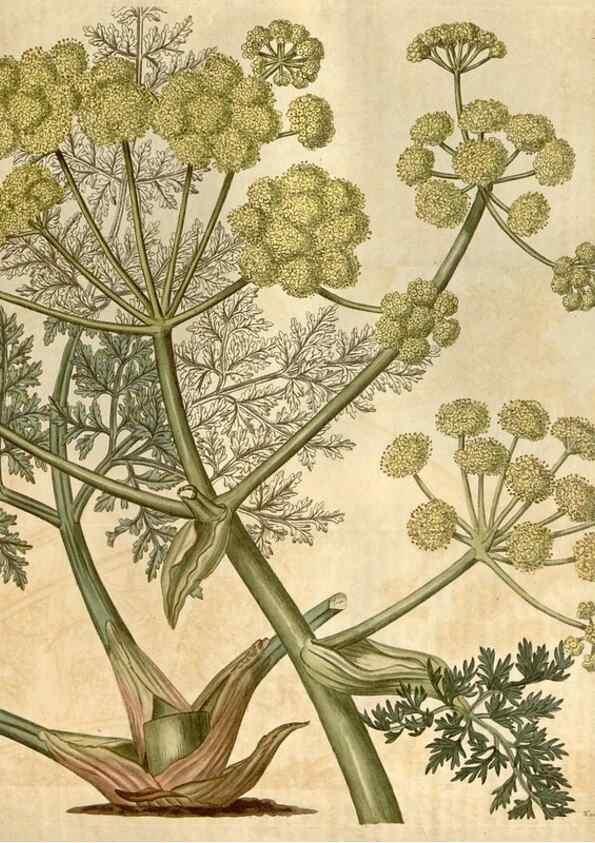 Reproducción/Reproduction 34803153390: Curtis's botanical magazine.. London ; New York [etc.] :Academic Press [etc.]