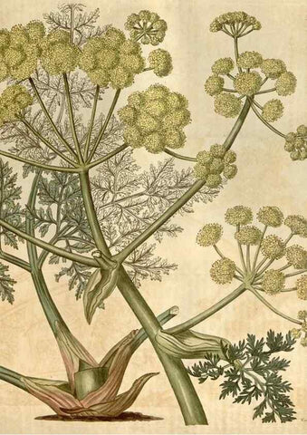 Reproducción/Reproduction 34803153390: Curtis's botanical magazine.. London ; New York [etc.] :Academic Press [etc.]