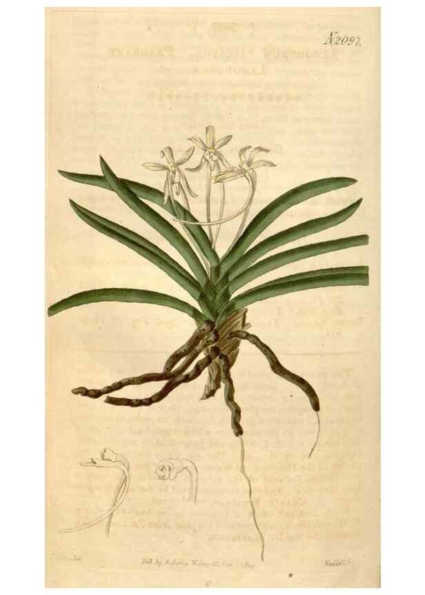 Reproducción/Reproduction 34803154990: Curtis's botanical magazine.. London ; New York [etc.] :Academic Press [etc.]