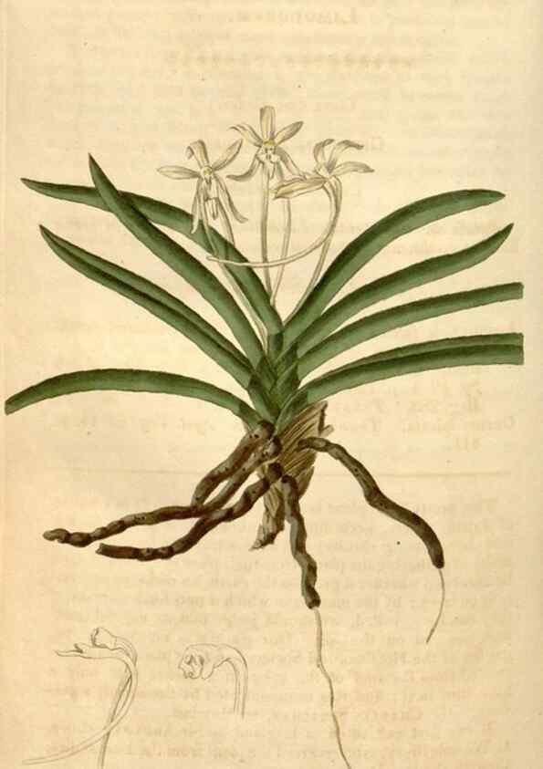 Reproducción/Reproduction 34803154990: Curtis's botanical magazine.. London ; New York [etc.] :Academic Press [etc.]