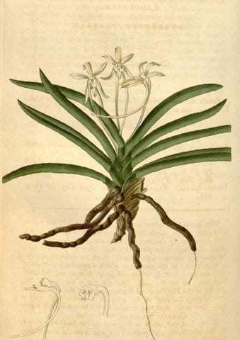 Reproducción/Reproduction 34803154990: Curtis's botanical magazine.. London ; New York [etc.] :Academic Press [etc.]