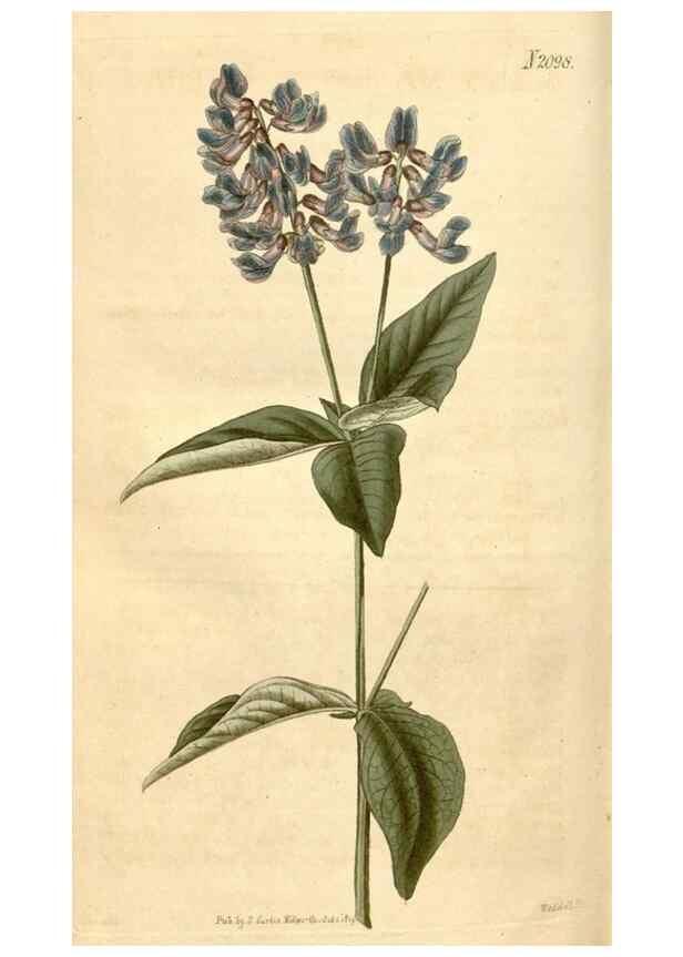 Reproducción/Reproduction 35024440042: Curtis's botanical magazine.. London ; New York [etc.] :Academic Press [etc.]