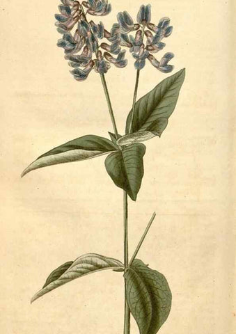 Reproducción/Reproduction 35024440042: Curtis's botanical magazine.. London ; New York [etc.] :Academic Press [etc.]