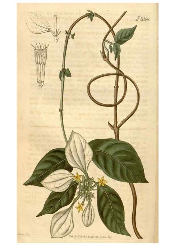 Reproducción/Reproduction 35024442092: Curtis's botanical magazine.. London ; New York [etc.] :Academic Press [etc.]