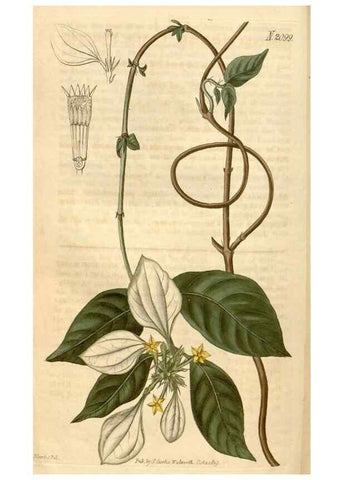 Reproducción/Reproduction 35024442092: Curtis's botanical magazine.. London ; New York [etc.] :Academic Press [etc.]