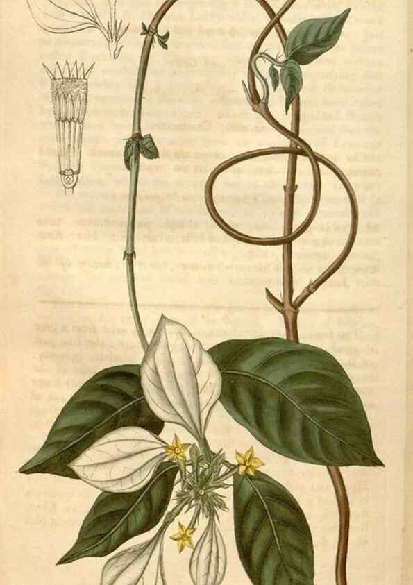 Reproducción/Reproduction 35024442092: Curtis's botanical magazine.. London ; New York [etc.] :Academic Press [etc.]