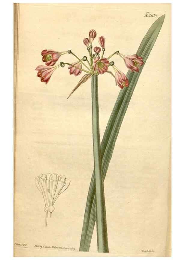 Reproducción/Reproduction 35024444562: Curtis's botanical magazine.. London ; New York [etc.] :Academic Press [etc.]