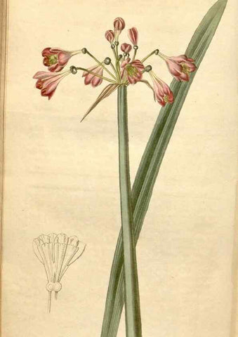 Reproducción/Reproduction 35024444562: Curtis's botanical magazine.. London ; New York [etc.] :Academic Press [etc.]