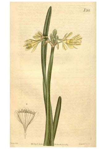 Reproducción/Reproduction 35024446622: Curtis's botanical magazine.. London ; New York [etc.] :Academic Press [etc.]