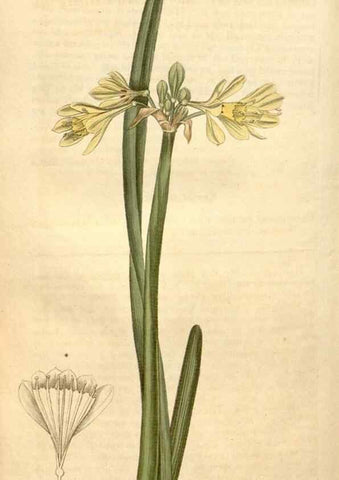 Reproducción/Reproduction 35024446622: Curtis's botanical magazine.. London ; New York [etc.] :Academic Press [etc.]