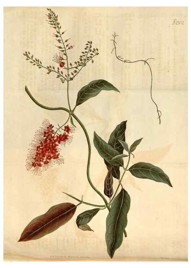 Reproducción/Reproduction 34803164640: Curtis's botanical magazine.. London ; New York [etc.] :Academic Press [etc.]