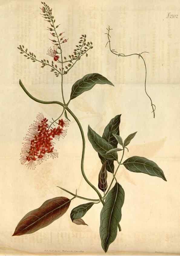 Reproducción/Reproduction 34803164640: Curtis's botanical magazine.. London ; New York [etc.] :Academic Press [etc.]