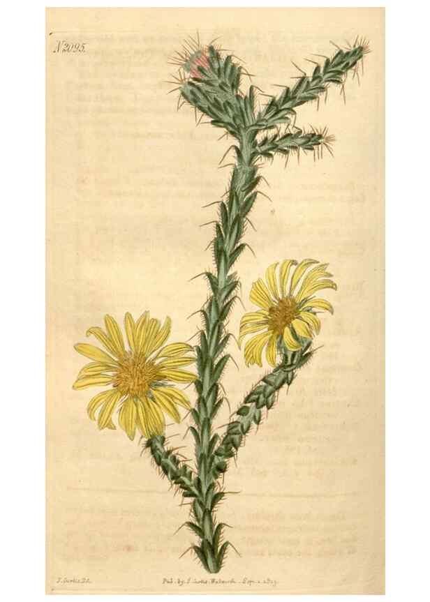 Reproducción/Reproduction 34345098494: Curtis's botanical magazine.. London ; New York [etc.] :Academic Press [etc.]