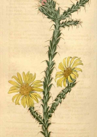 Reproducción/Reproduction 34345098494: Curtis's botanical magazine.. London ; New York [etc.] :Academic Press [etc.]