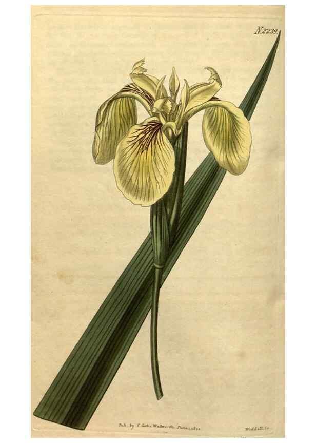 Reproducción/Reproduction 34345653344: Curtis's botanical magazine.. London ; New York [etc.] :Academic Press [etc.]