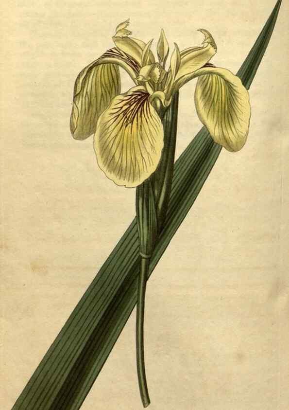Reproducción/Reproduction 34345653344: Curtis's botanical magazine.. London ; New York [etc.] :Academic Press [etc.]