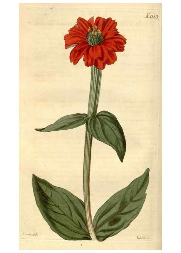 Reproducción/Reproduction 34803431700: Curtis's botanical magazine.. London ; New York [etc.] :Academic Press [etc.]