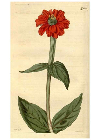 Reproducción/Reproduction 34803431700: Curtis's botanical magazine.. London ; New York [etc.] :Academic Press [etc.]