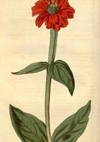 Reproducción/Reproduction 34803431700: Curtis's botanical magazine.. London ; New York [etc.] :Academic Press [etc.]