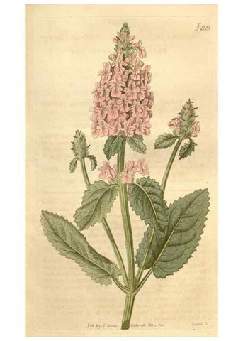 Reproducción/Reproduction 34803434460: Curtis's botanical magazine.. London ; New York [etc.] :Academic Press [etc.]