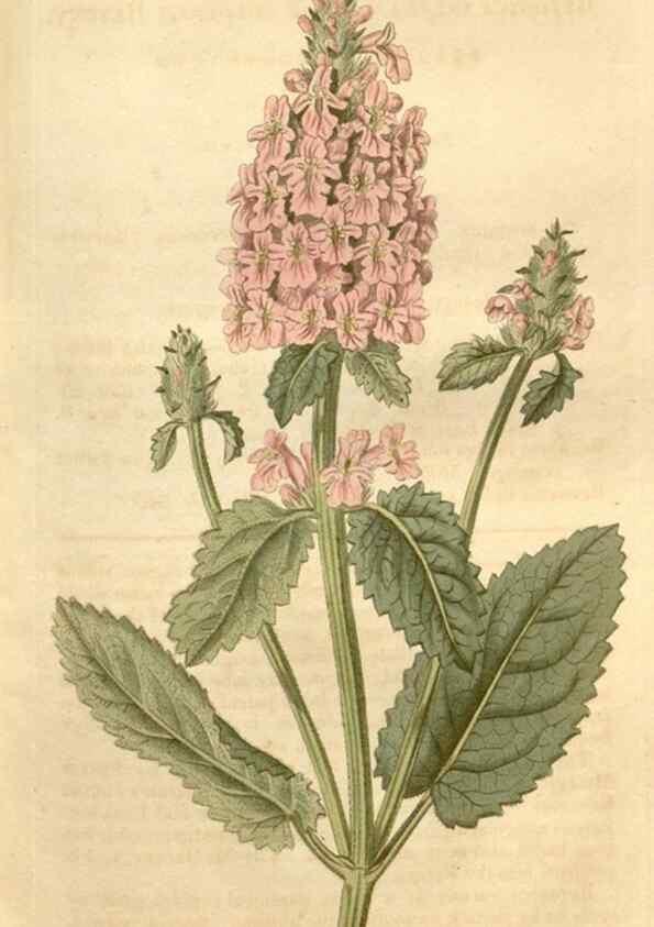 Reproducción/Reproduction 34803434460: Curtis's botanical magazine.. London ; New York [etc.] :Academic Press [etc.]